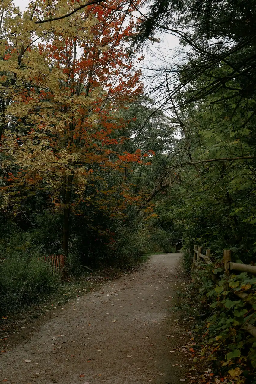 A dirt trail through a woodland of autumn leaves and dark green conifers